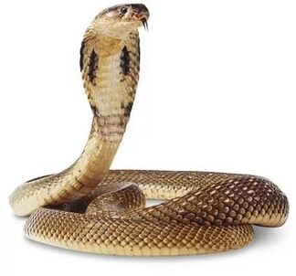 composición de la cobra real